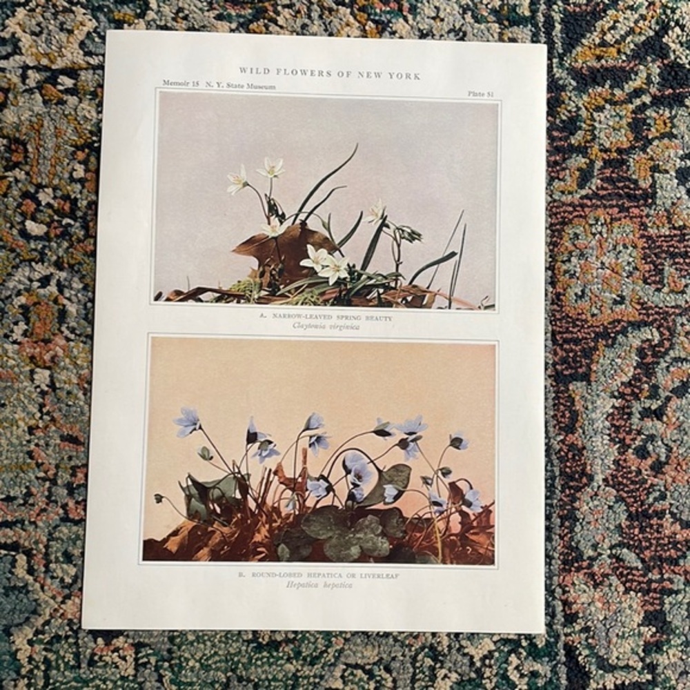 🖤5/$25 🖤Antique Botanical Plant Print Original over 100 years old
